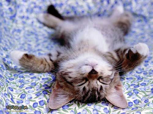 relaxed_kitten.jpg